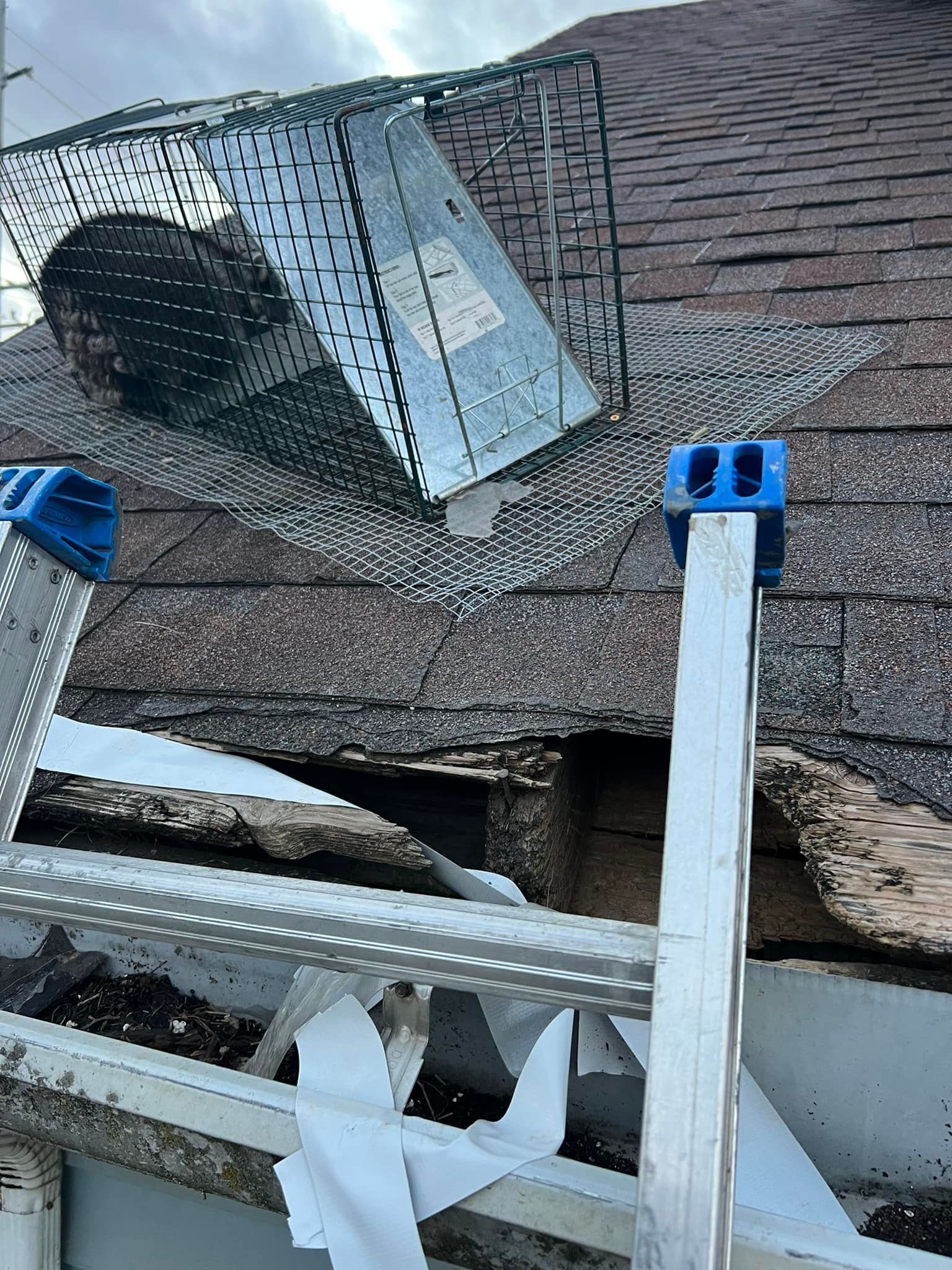 A ladder is sitting on top of a roof next to a cage.