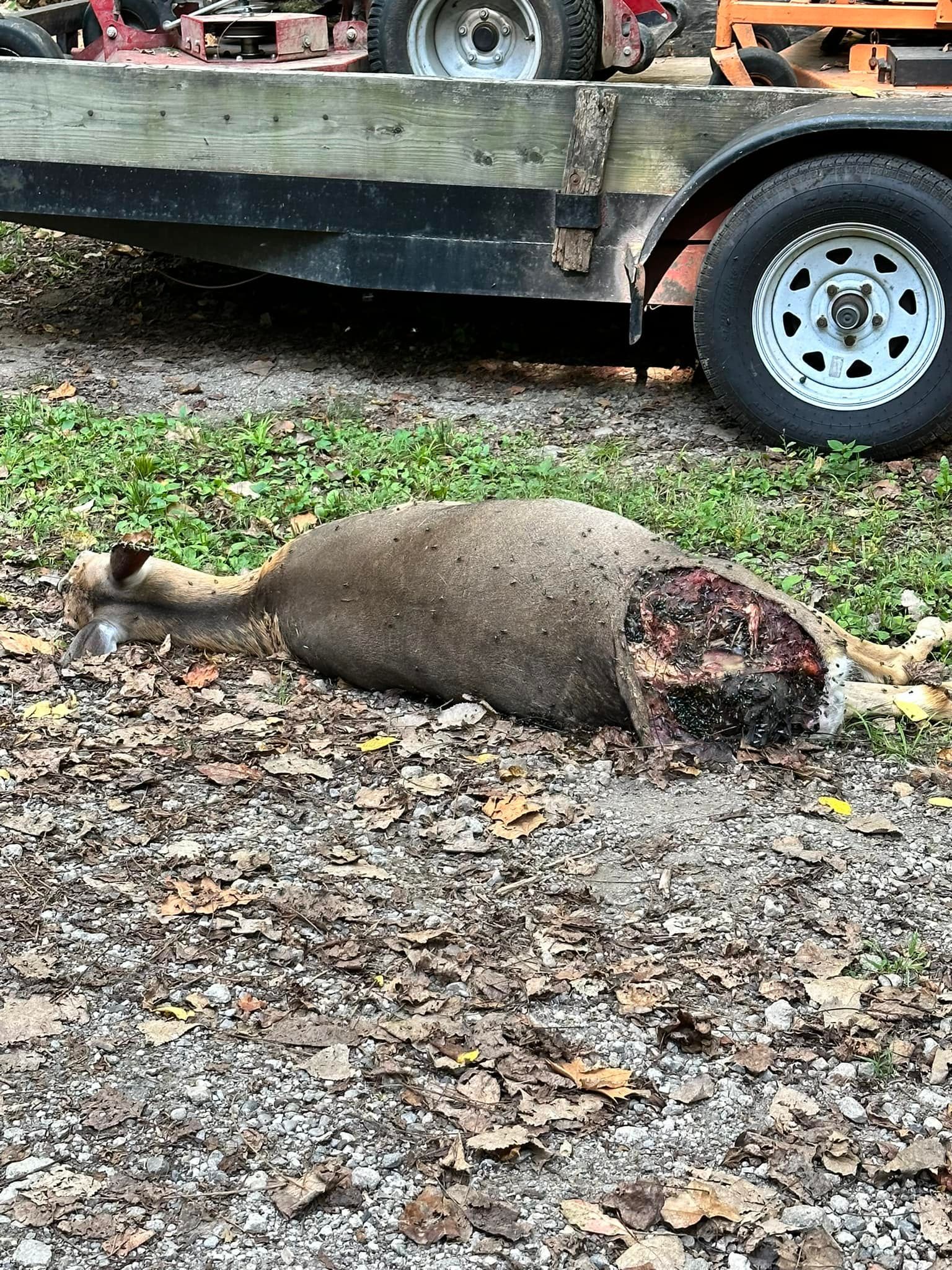 Dead Animal Removal