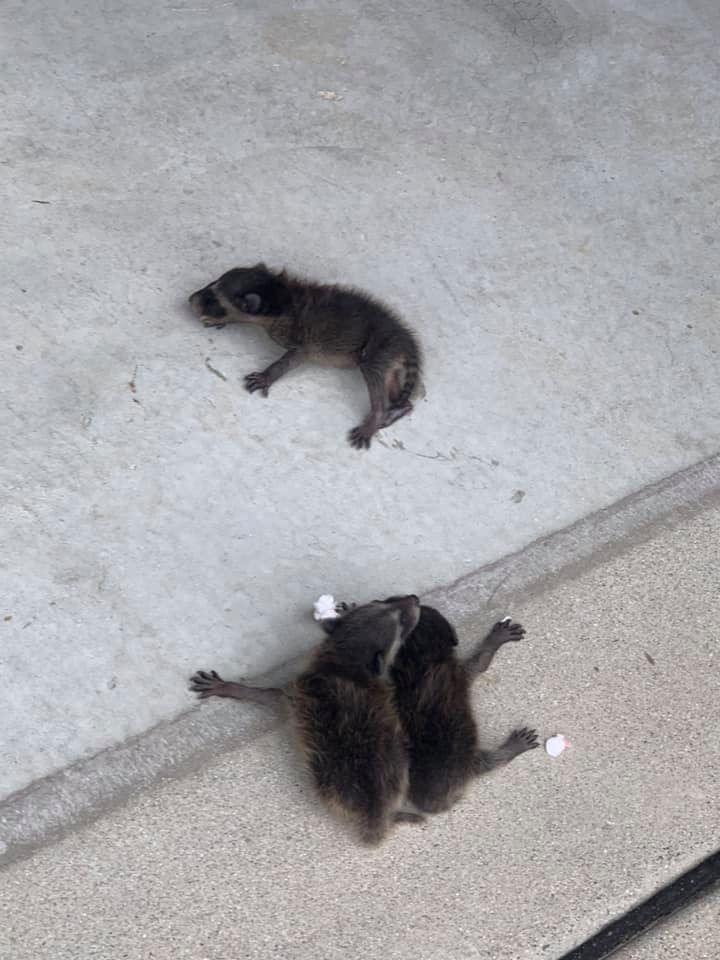 Two raccoons are laying on their backs on the ground.