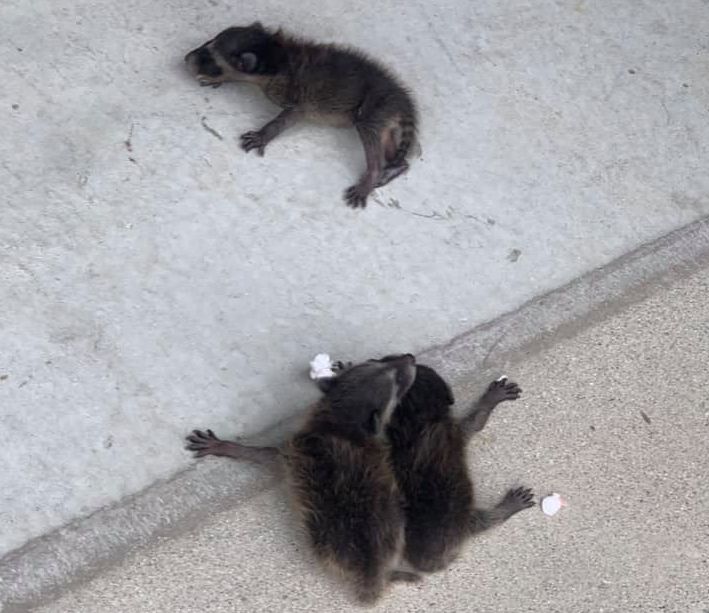Two raccoons are laying on their backs on the ground.
