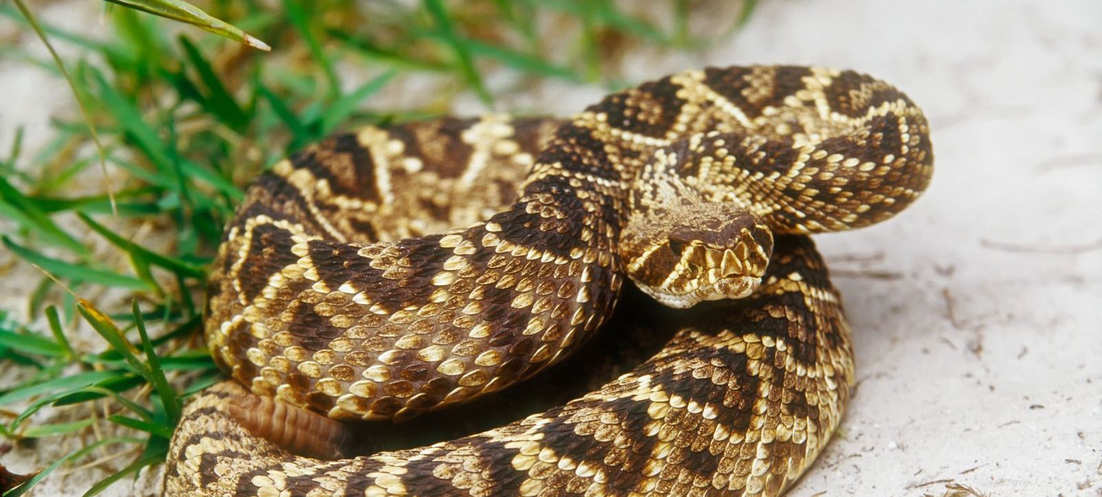 A rattlesnake is curled up on the ground in the grass.