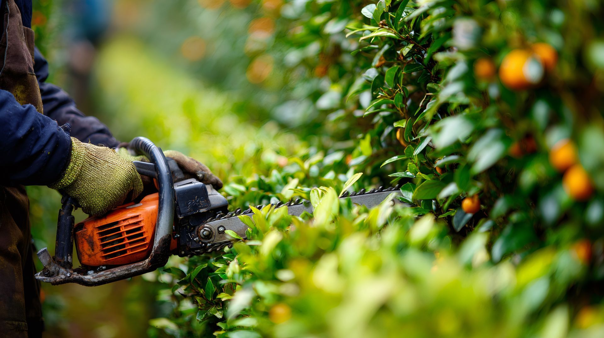 Person using a chainsaw to trim green hedges in a garden orchard