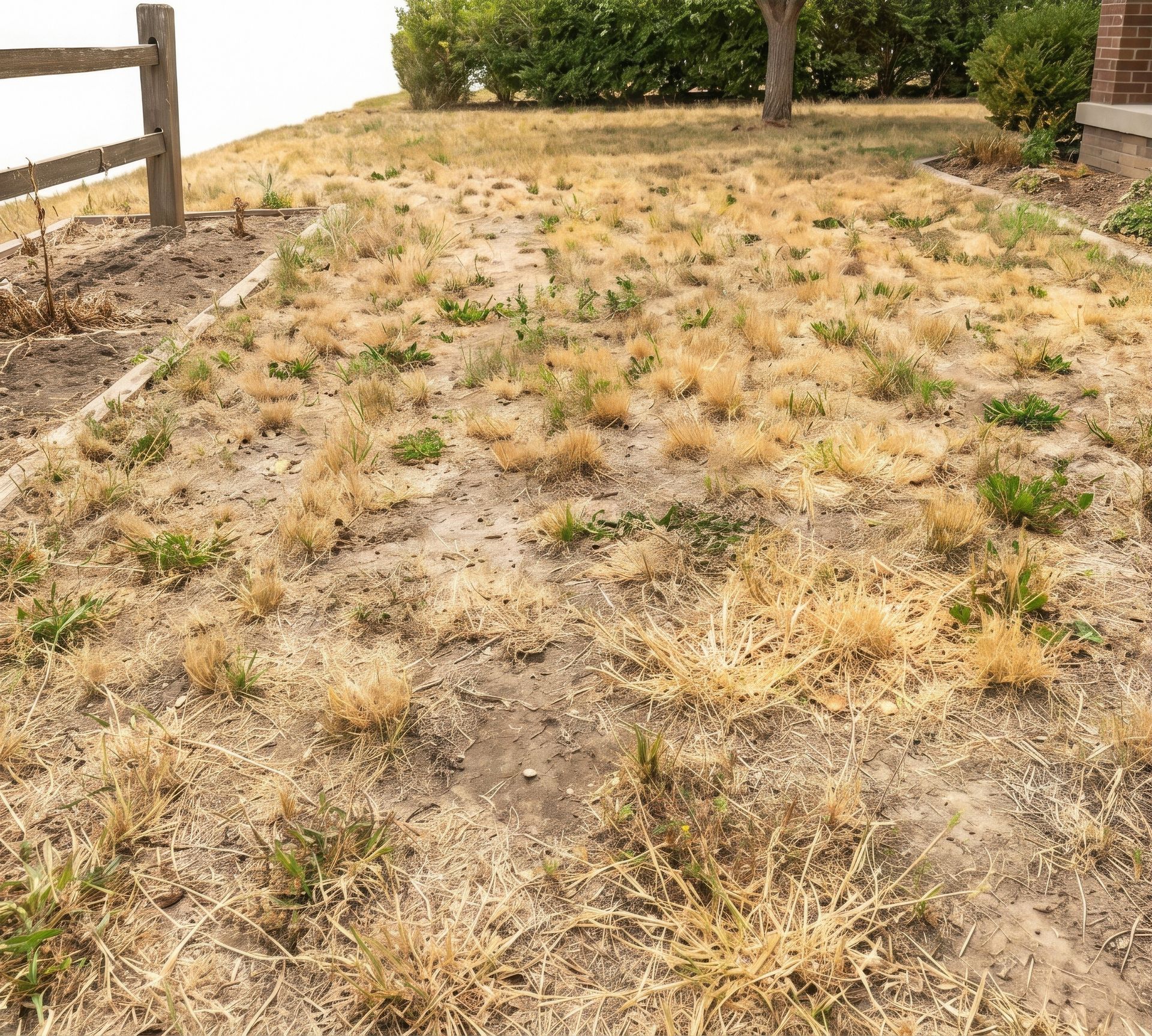 Dry, patchy lawn with sparse brown grass, bordered by a wooden fence and shrubs.