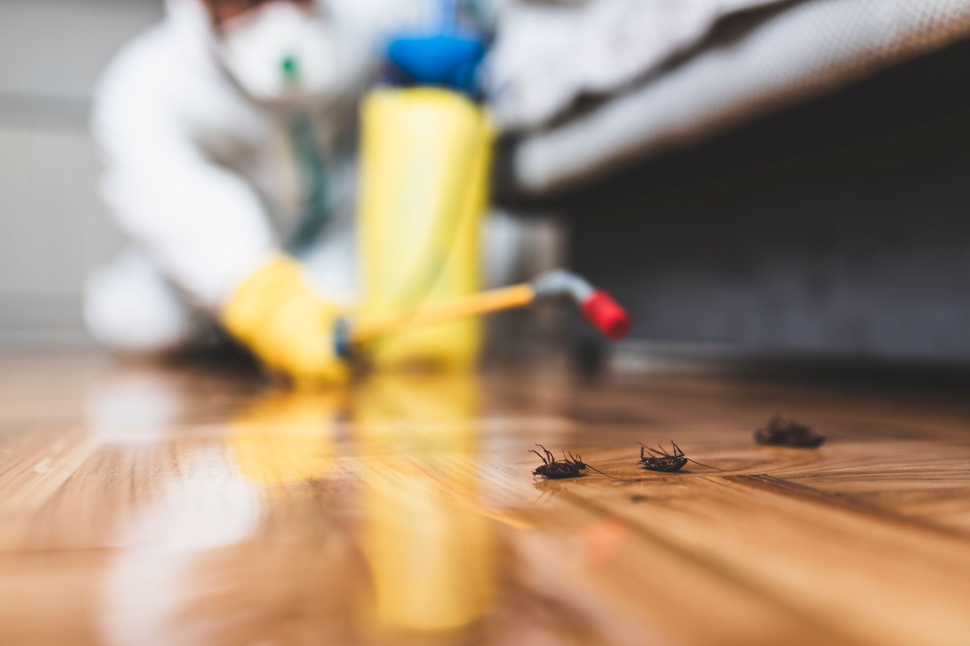 Exterminator spraying roaches Exterminator spraying roaches