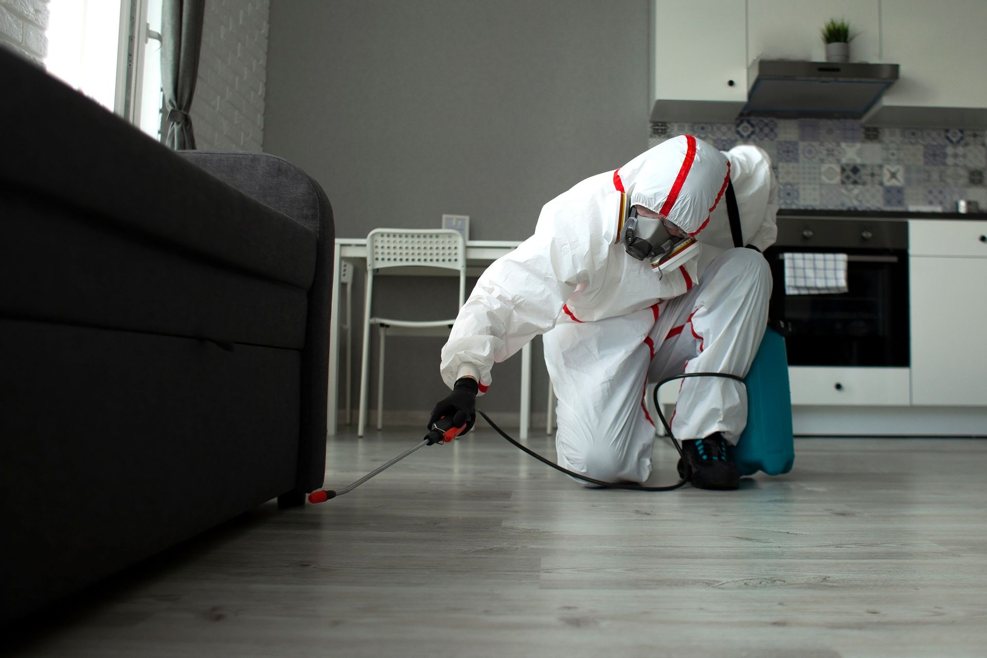 Pest control in living room
