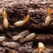 Termites on rotten wood
