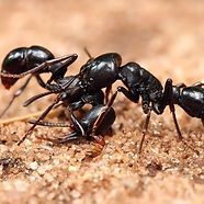 Ants in combat on ground