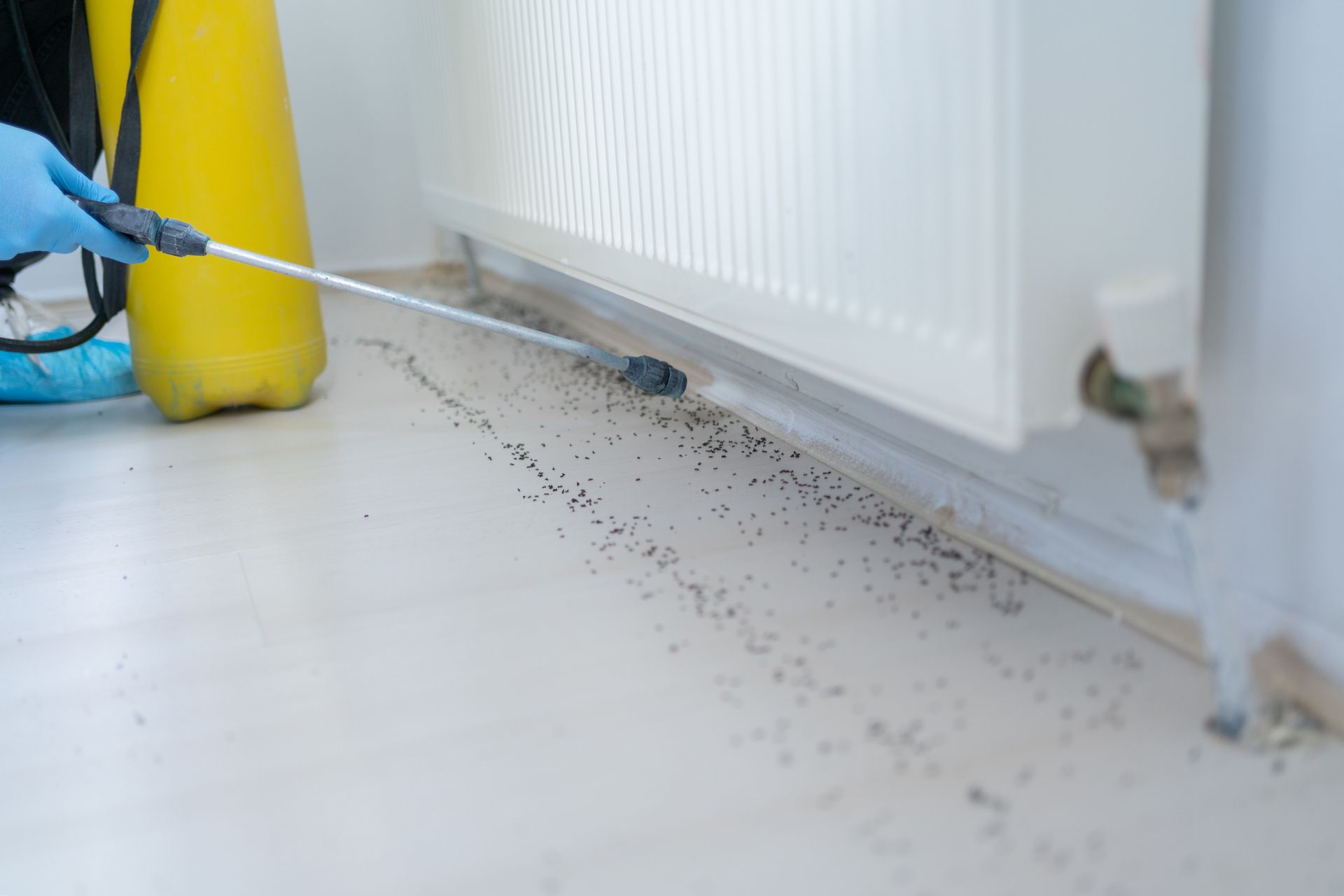 Pest control near radiator
