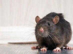 Black rat on floor