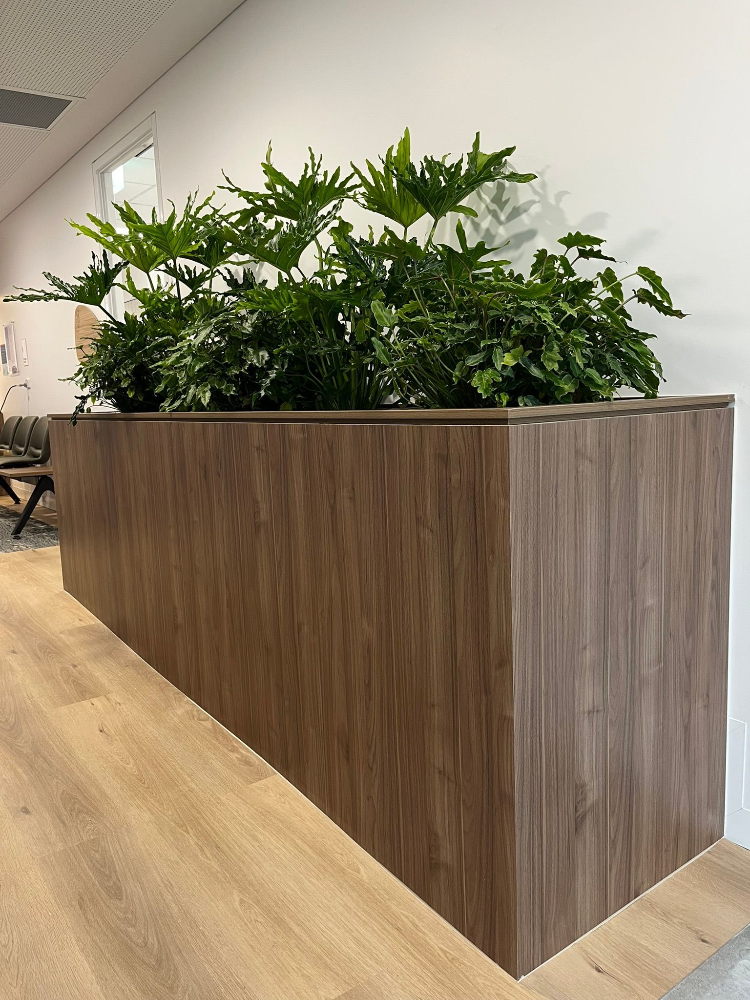 Wood-Paneled Indoor Planter Box with Green Plants — Zeal Interiors & Joinery in South Grafton, NSW