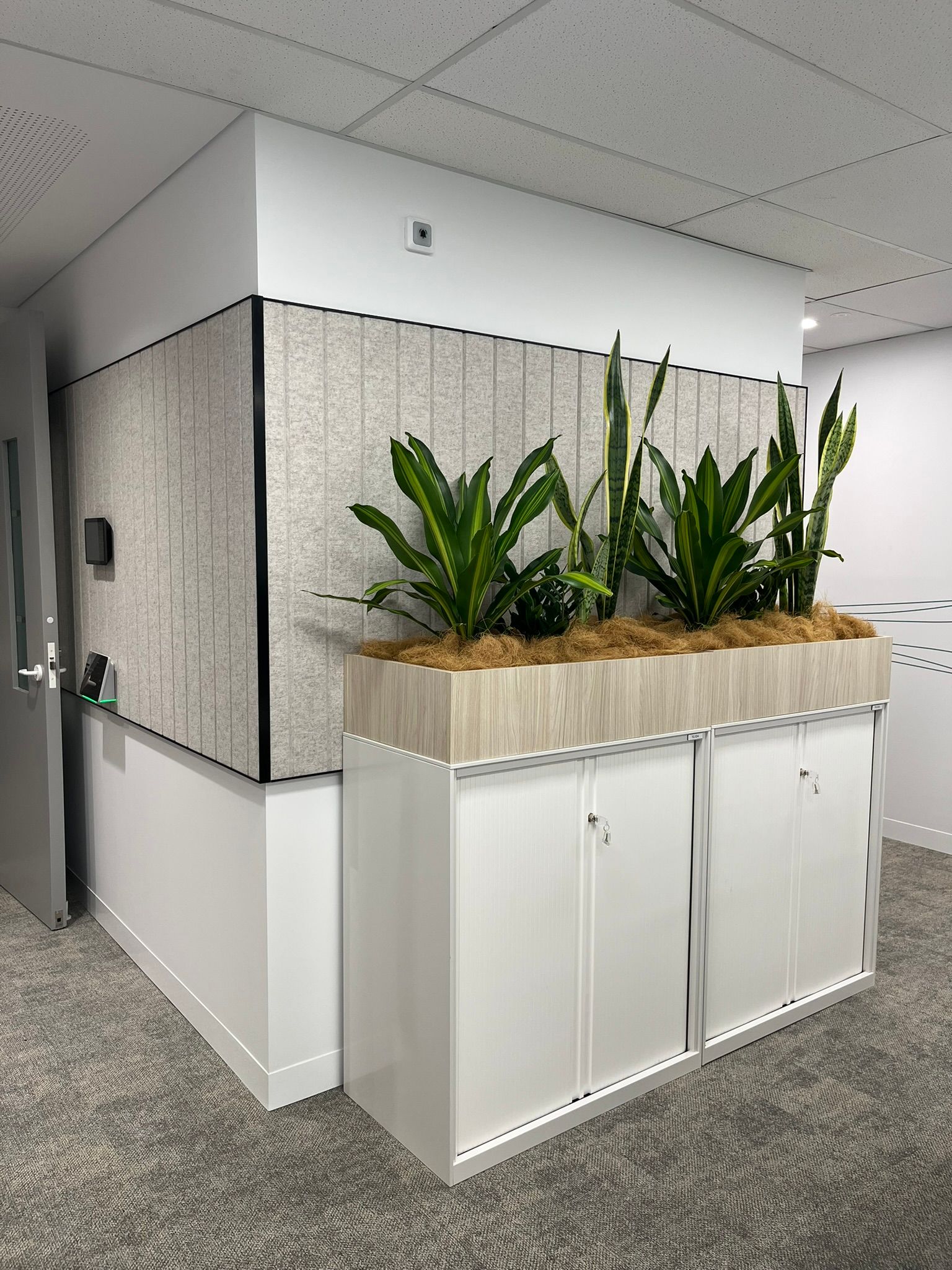 Office Hallway Planter with Tall Green Plants — Zeal Interiors & Joinery in South Grafton, NSW
