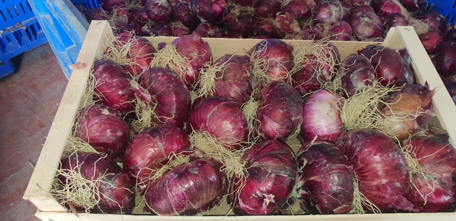 Casse piene di cipolle rosse, alcune con radici e gambi secchi, impilate in un ambiente di mercato.