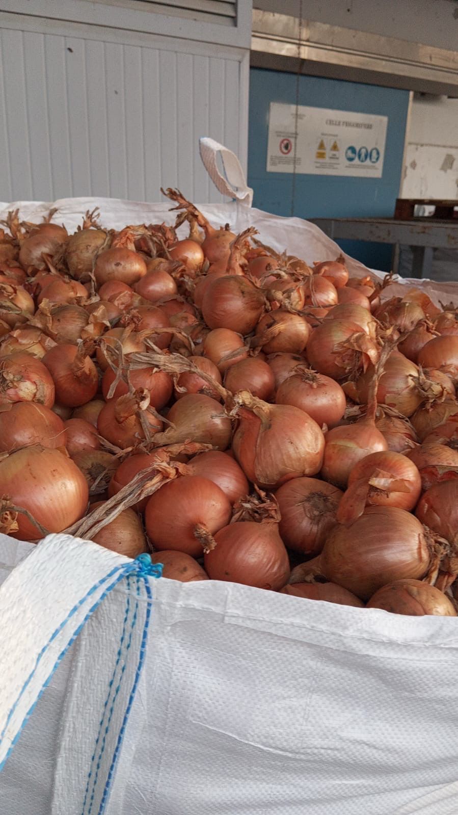 Un grosso sacco stracolmo di cipolle marroni nell'area di carico di un magazzino.