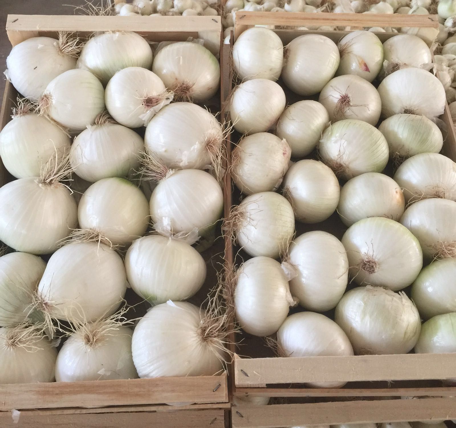 Casse piene di cipolle bianche disposte in file ordinate in un mercato o in un magazzino.