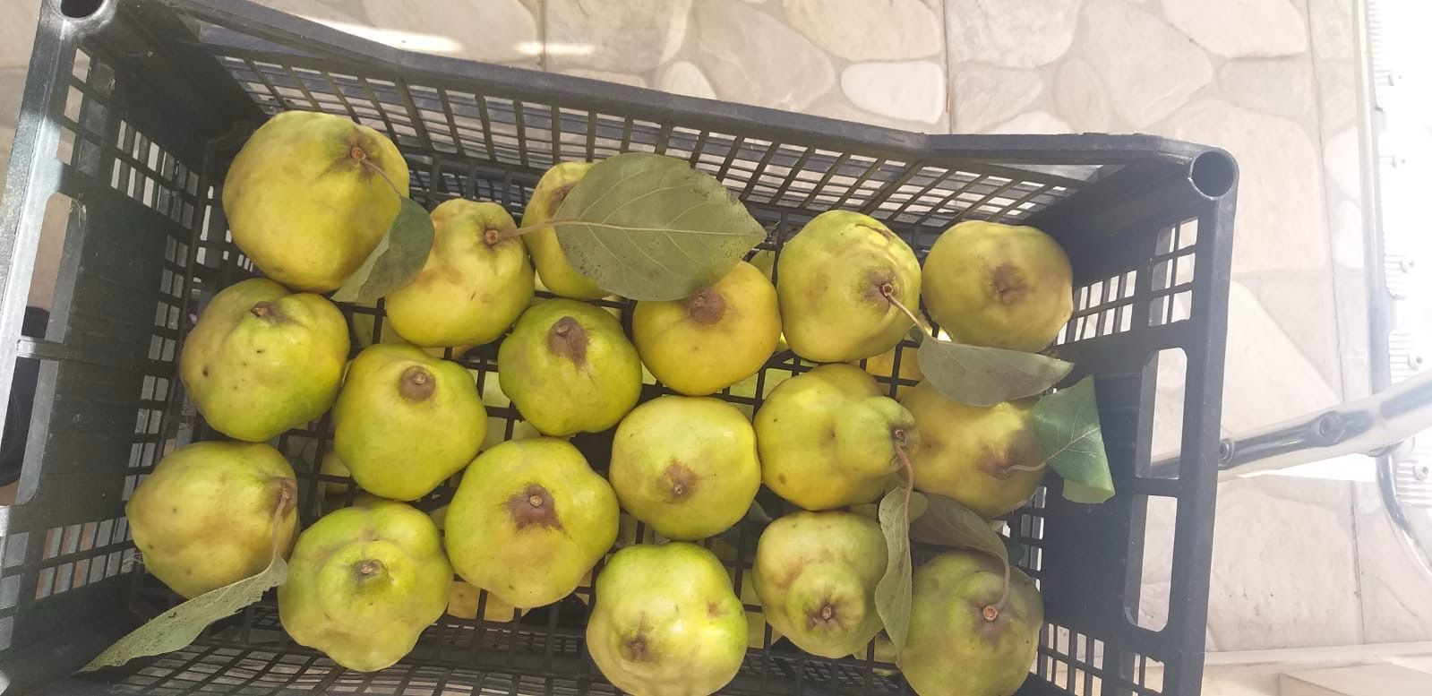 Cassa di pere giallo-verdi su un pavimento piastrellato, con alcune foglie mescolate