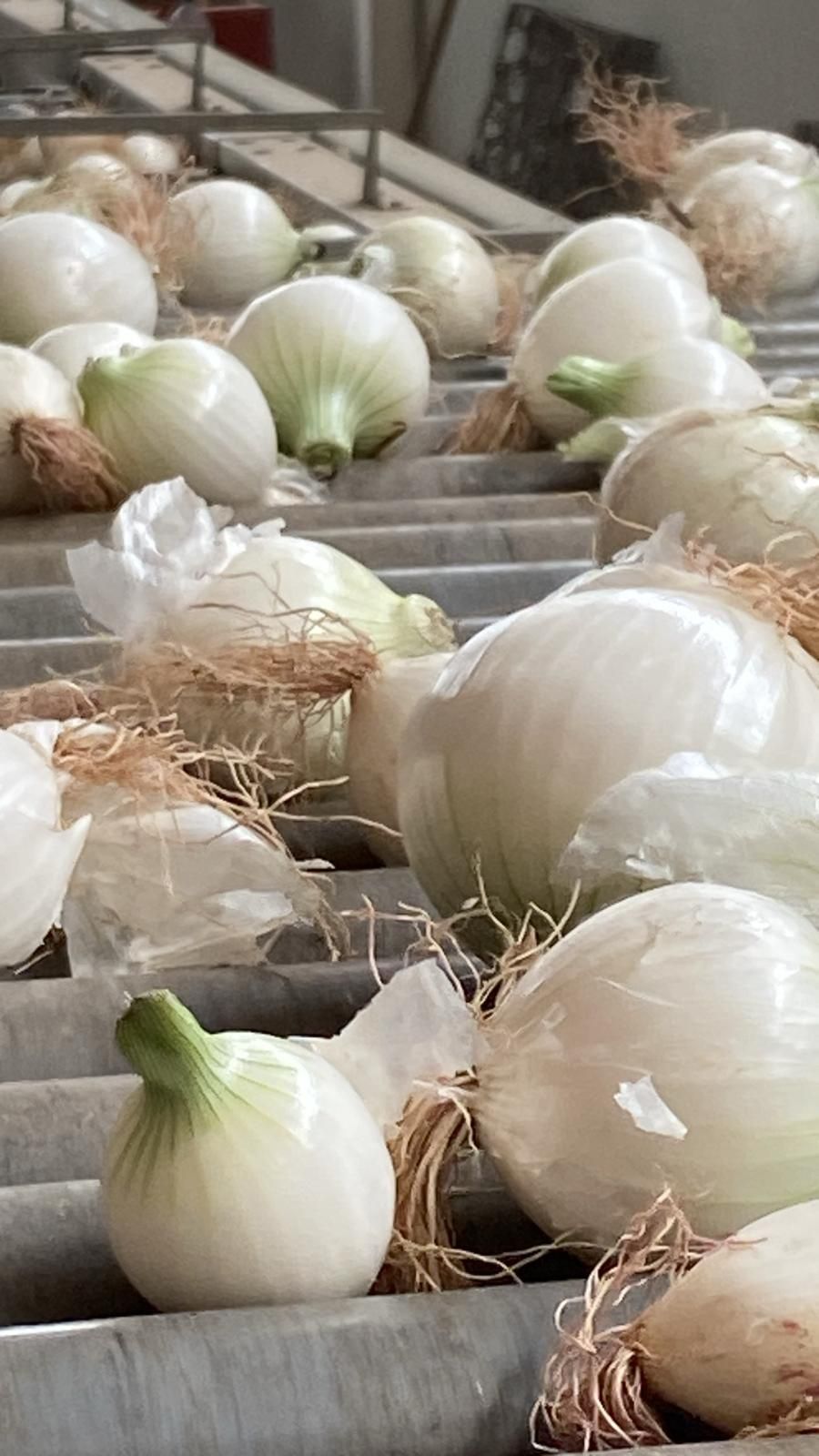 Cipolle bianche in reti di plastica e paglia sfusa in una bancarella del mercato