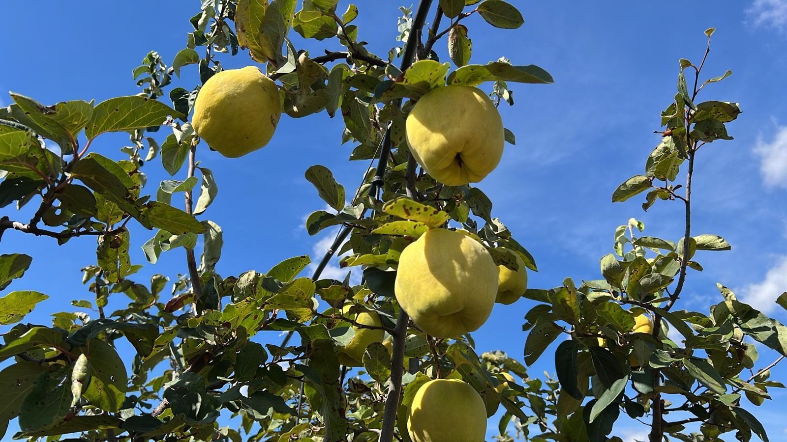 Frutti di mela cotogna gialli appesi a un albero contro un cielo azzurro limpido.