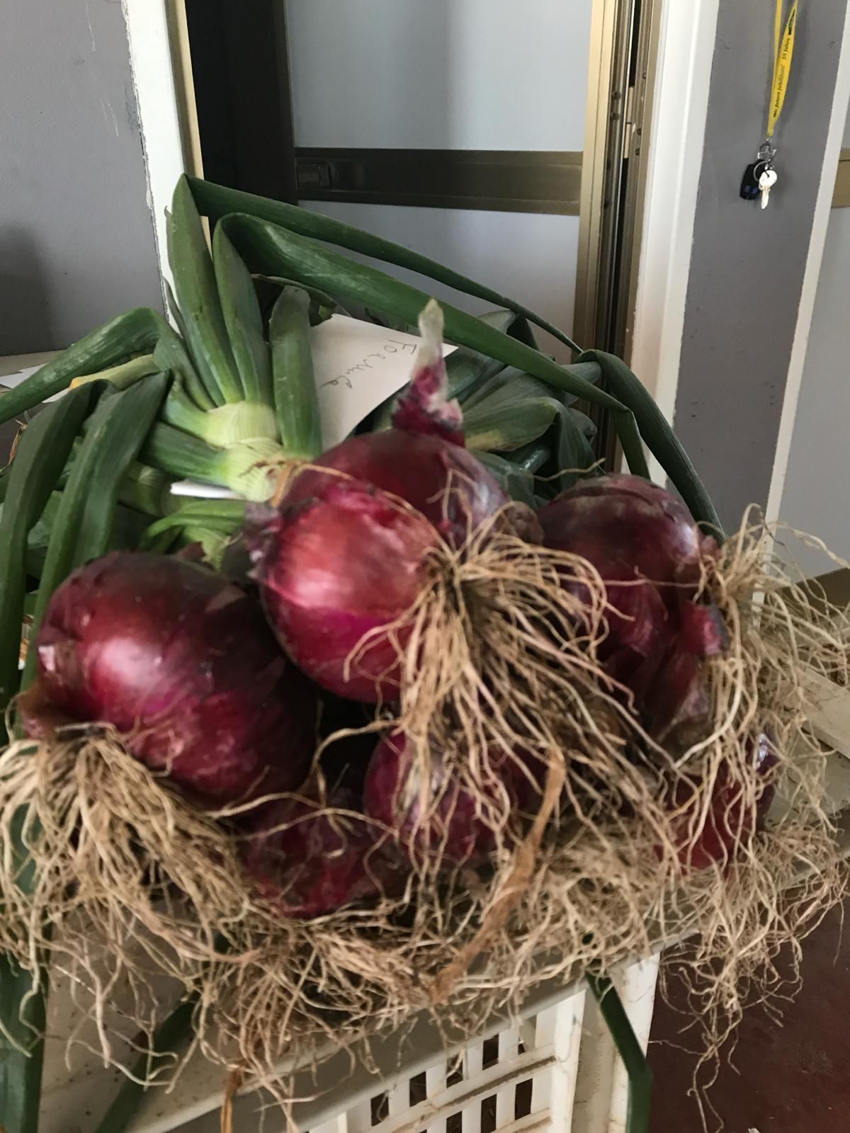 Cipolle rosse fresche con radici e gambi verdi ammucchiate su un carrello all'interno