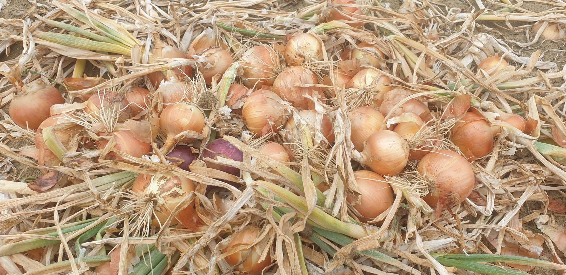 Cesto di cipolle appena raccolte sparse su paglia asciutta