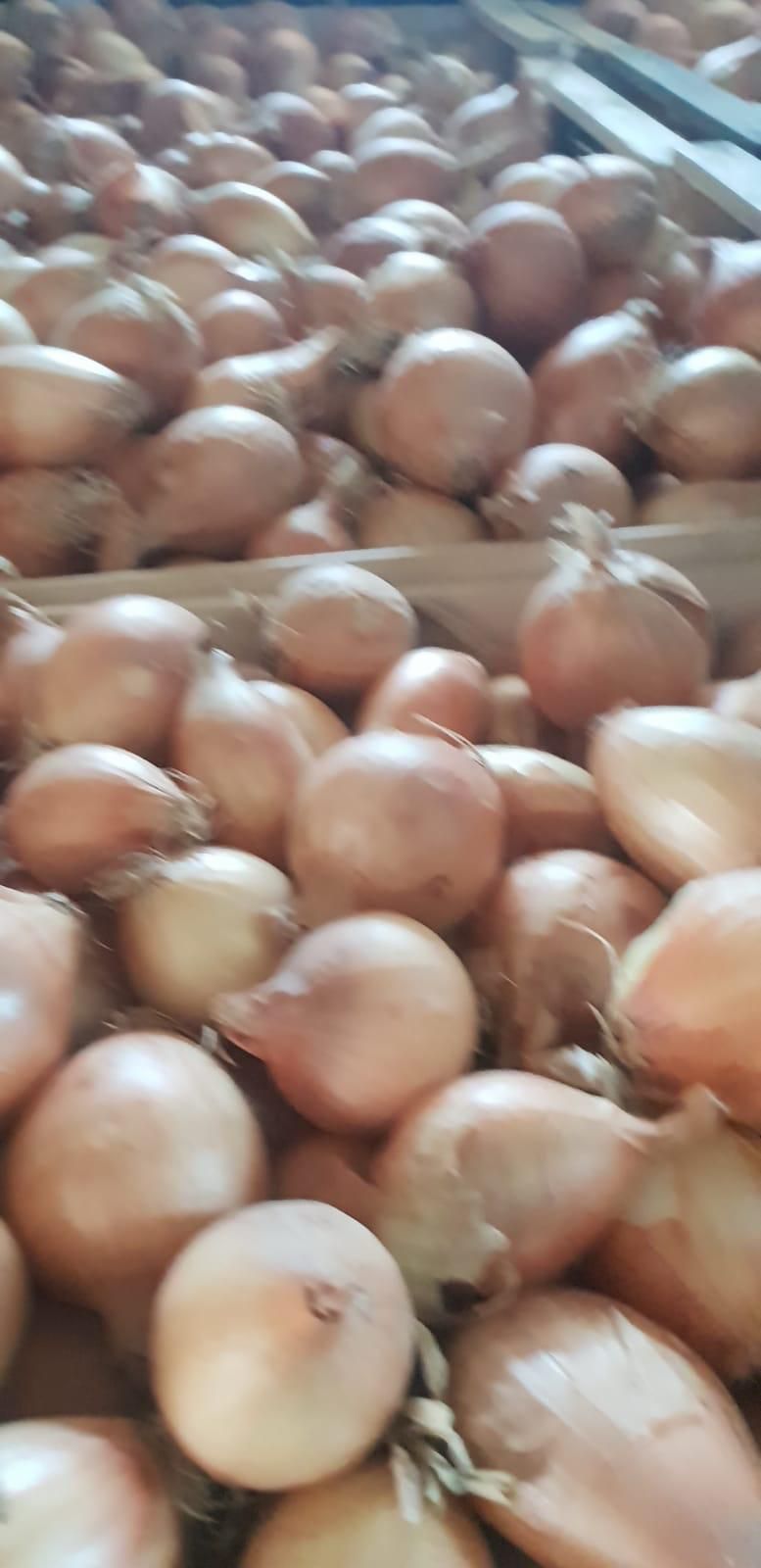 Cumuli di cipolle marroni ammassate in un mercato o in un magazzino.