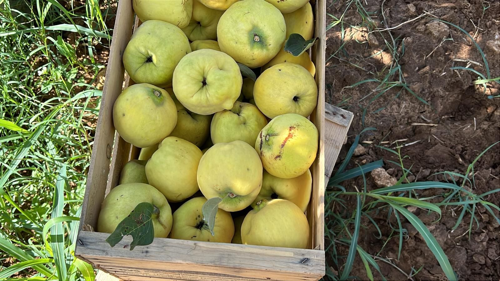 Cassa di legno piena di mele giallo-verdi su erba e terreno all'aperto