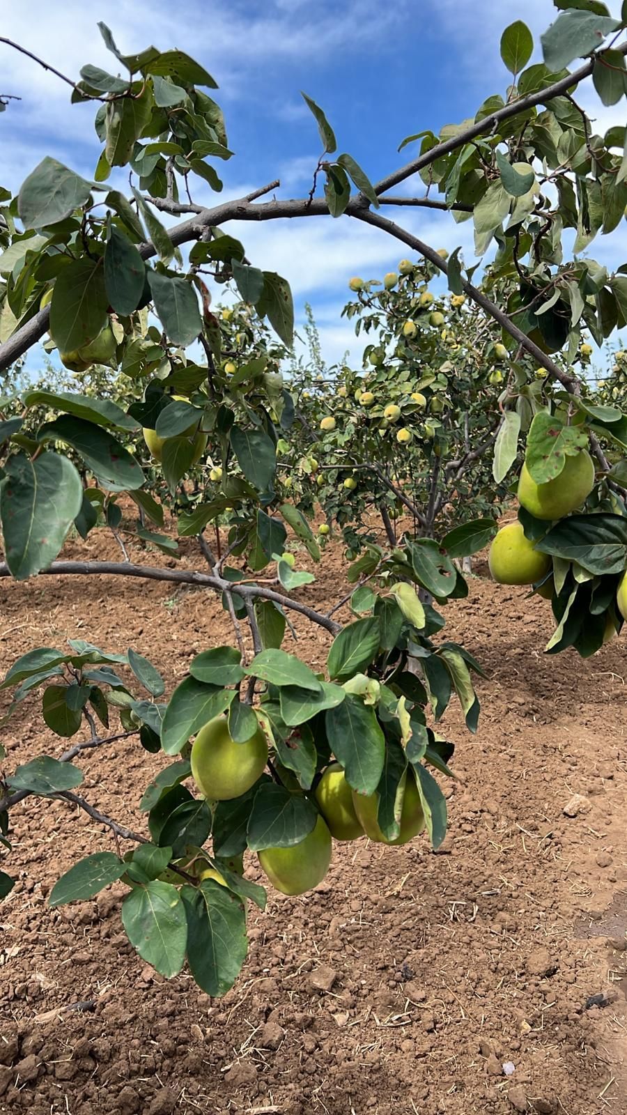 Rami di pero carichi di frutti verdi in un frutteto sotto un cielo azzurro.