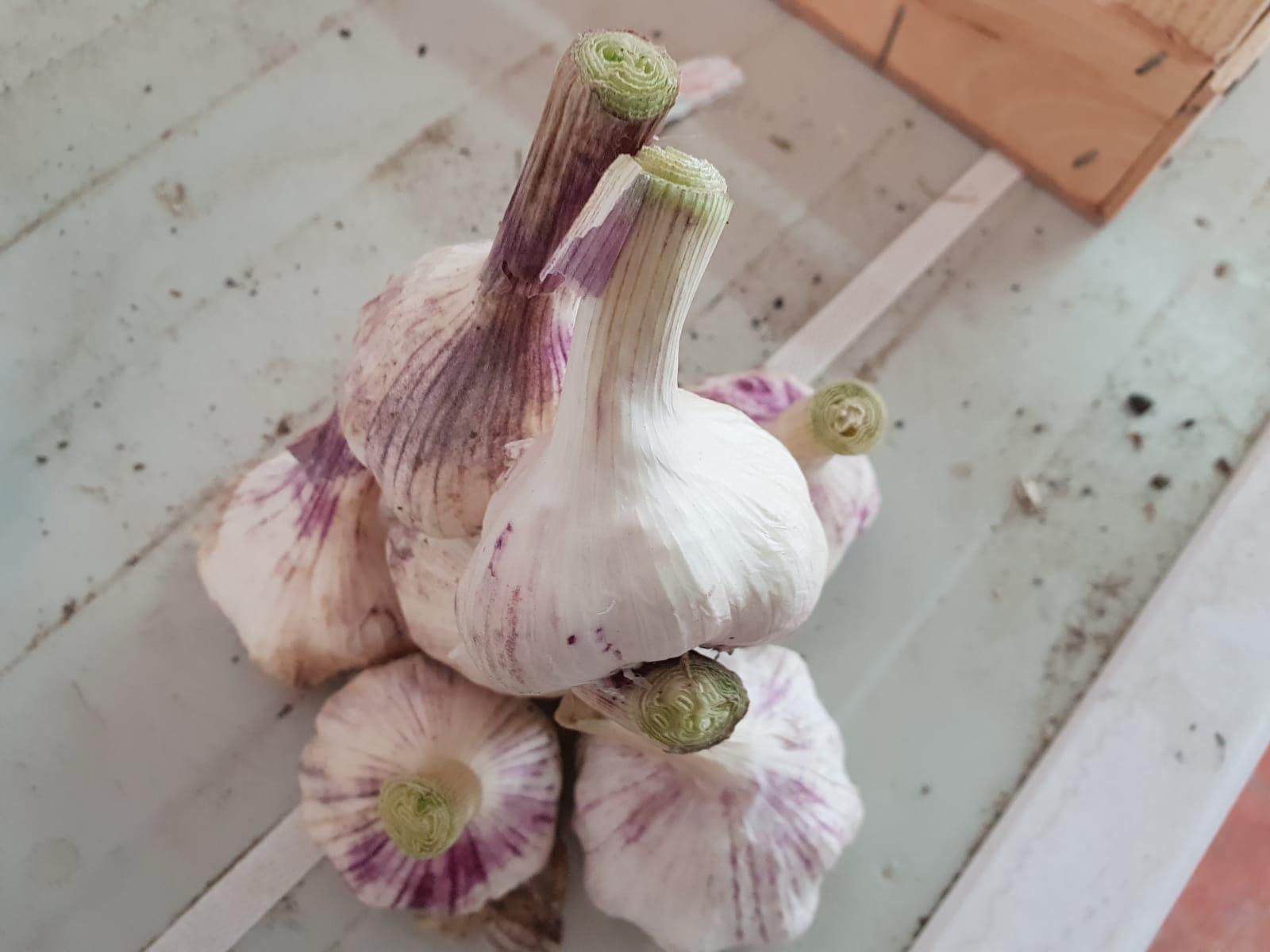 Diverse teste d'aglio ammucchiate su una superficie di colore chiaro