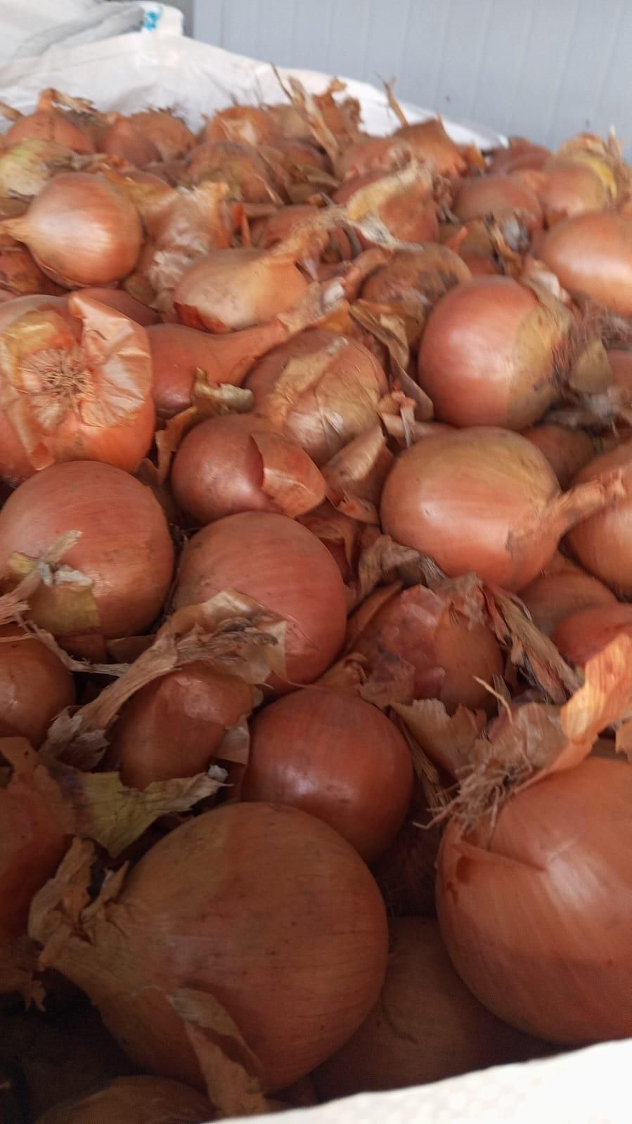 Un mucchio di cipolle marroni in un magazzino.