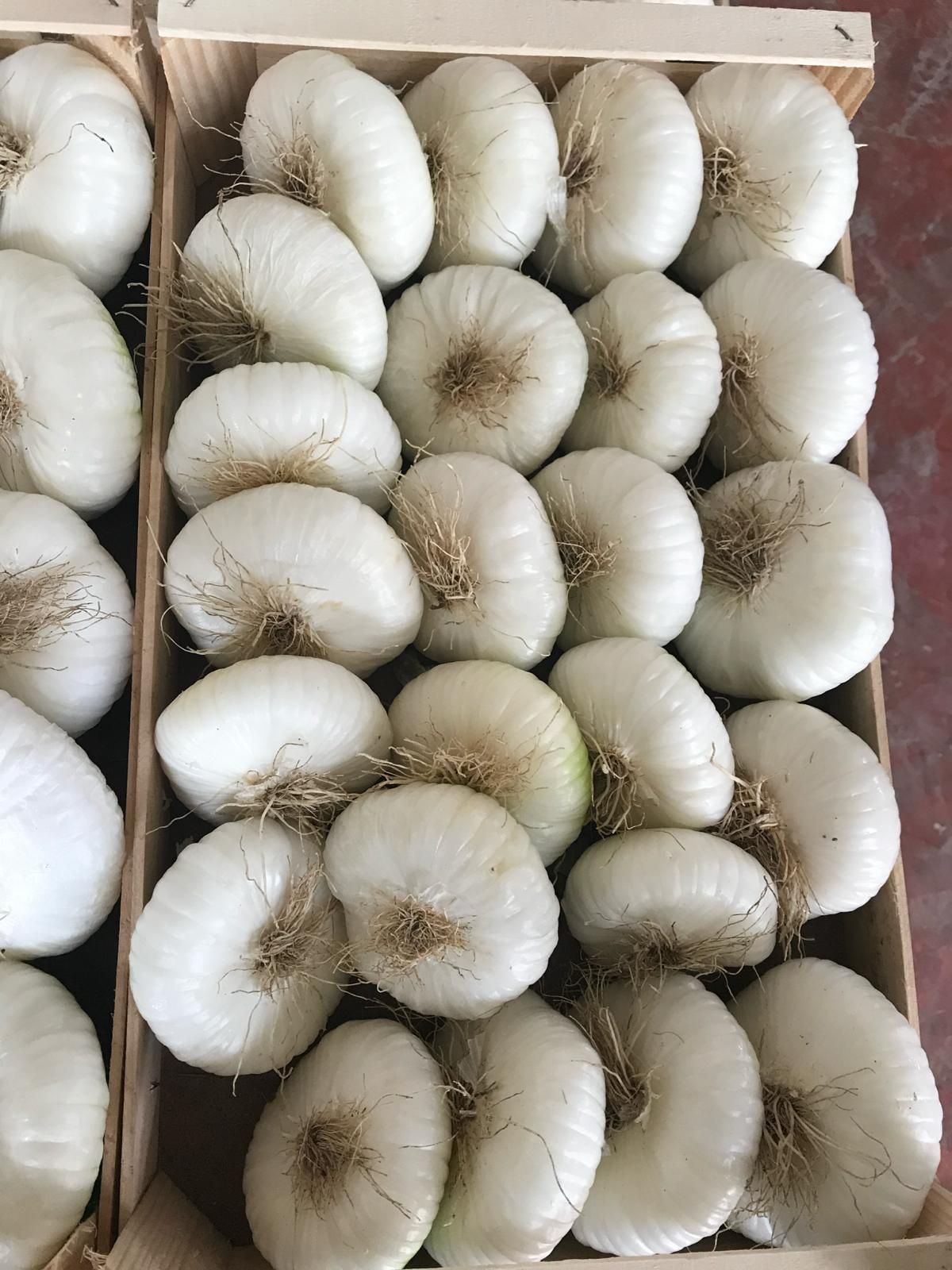 Cassette piene di funghi bianchi disposte in file ordinate in un mercato o in un'azienda agricola.