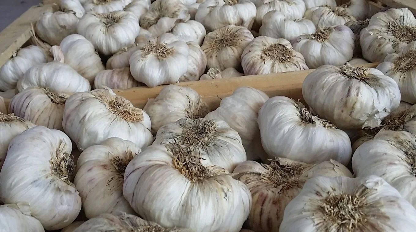 Una pila di bulbi d'aglio bianco impilati in file presso una bancarella del mercato.