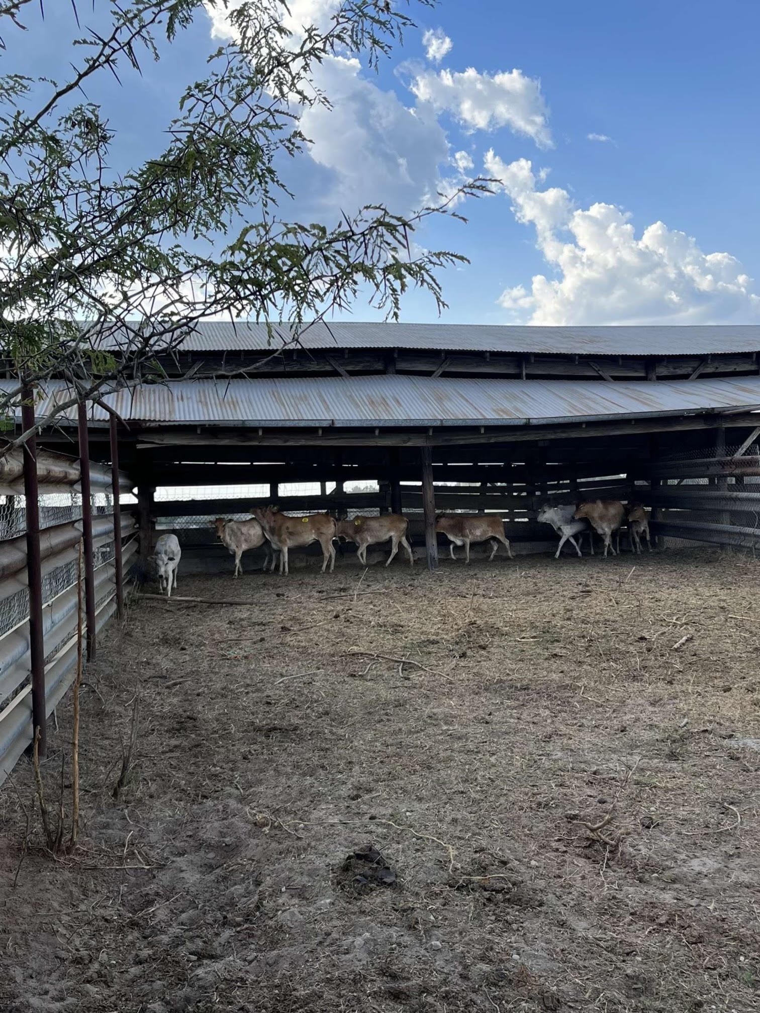 Alernative Animal Sale Consignment List Exotic Animal