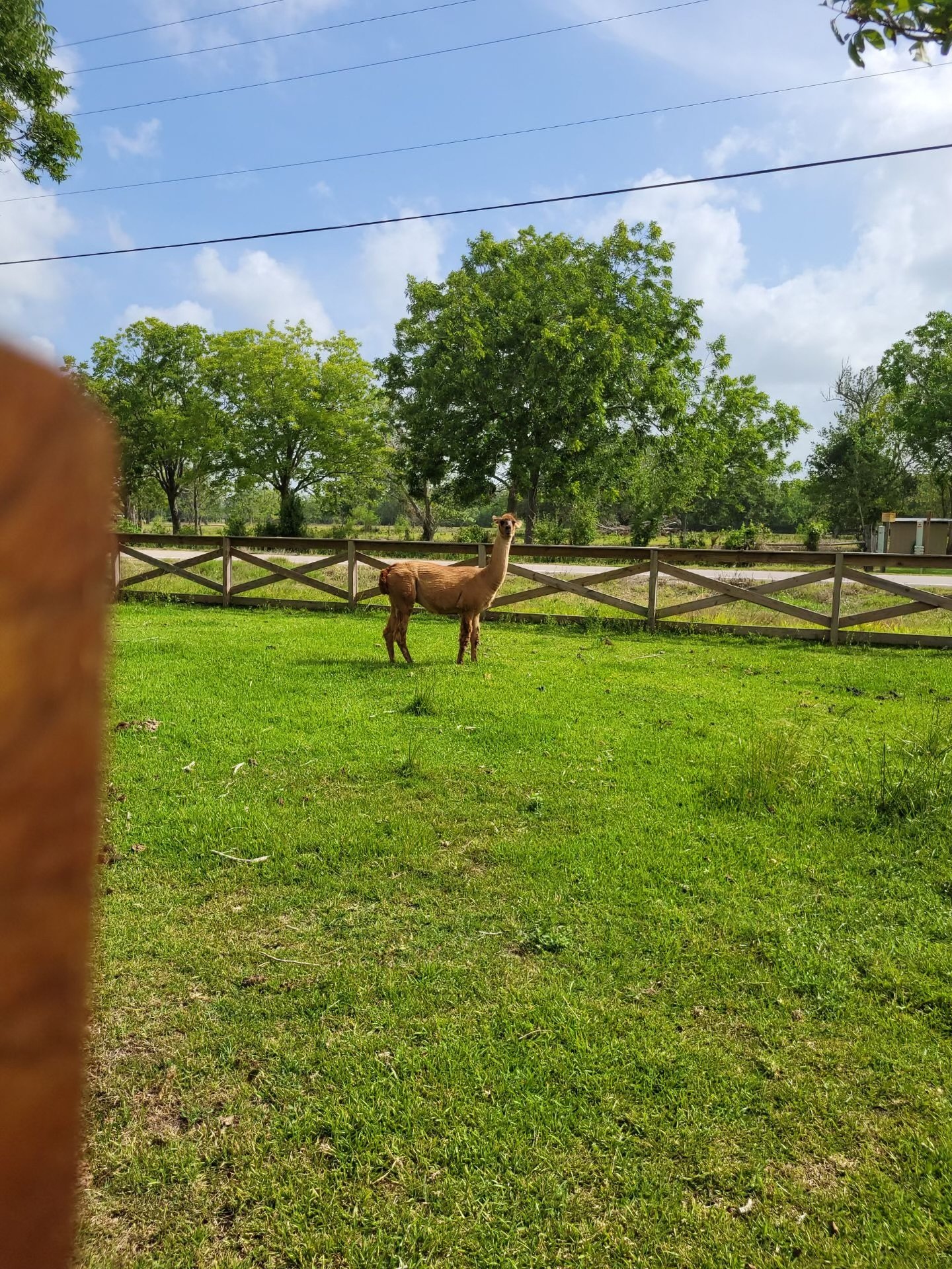 Exotic Animal Auctions Near Me 05 - q39toq8