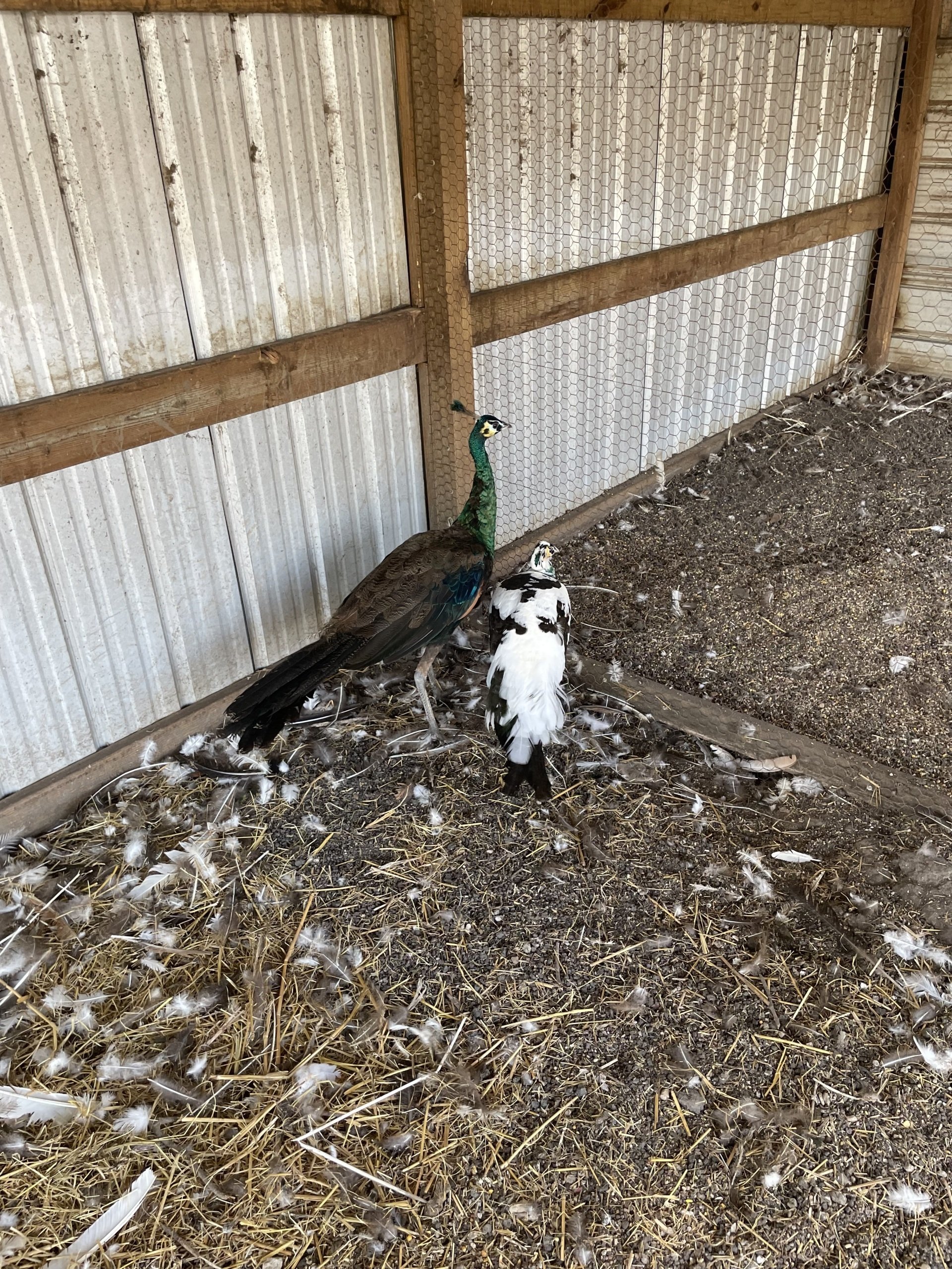 Exotic Animal Auctions Near Me 05 - 82t5htj