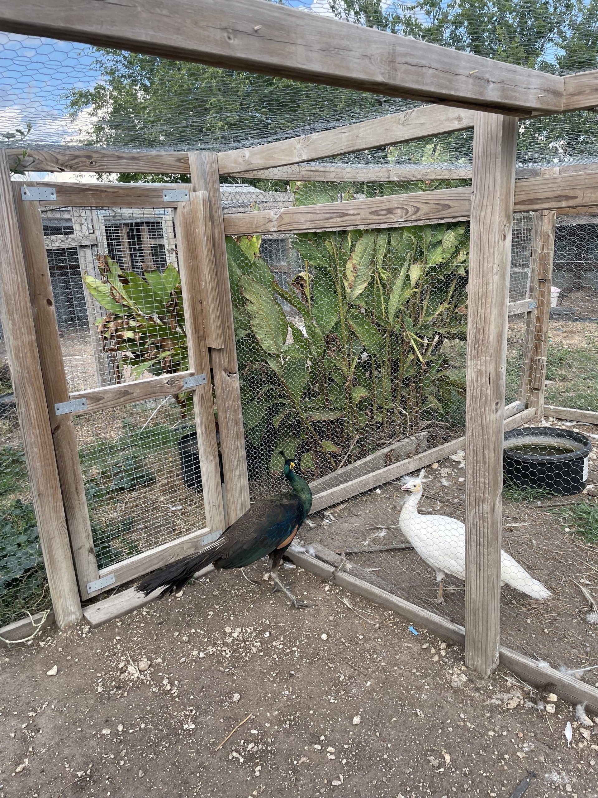 Exotic Animal Auctions Near Me 05 - hhjiu05