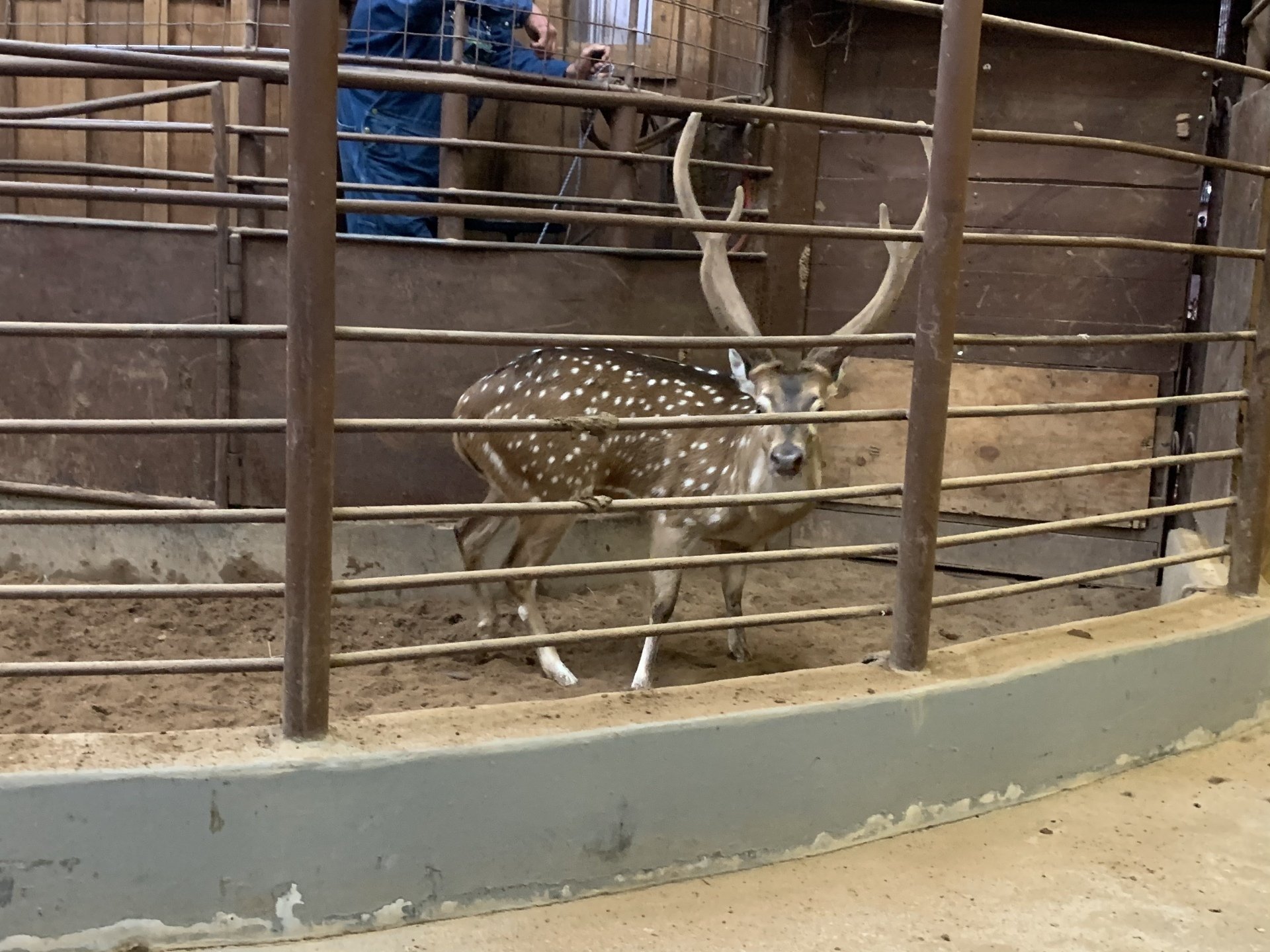 Exotic Animal Auction, Alternative Auctions, East Texas Livestock