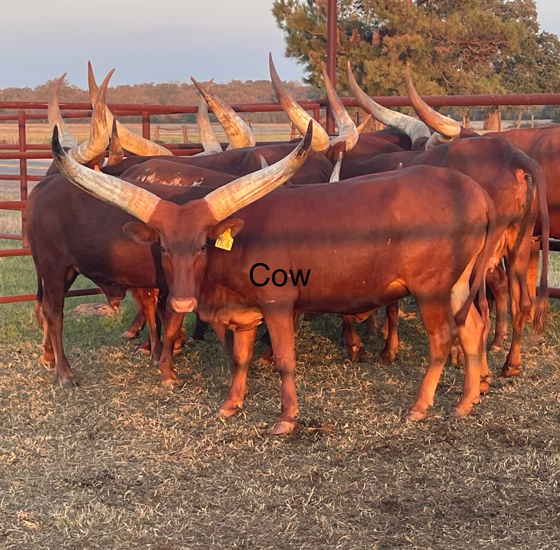 Exotic Animal Auctions Near Me 05 - kll2dhp