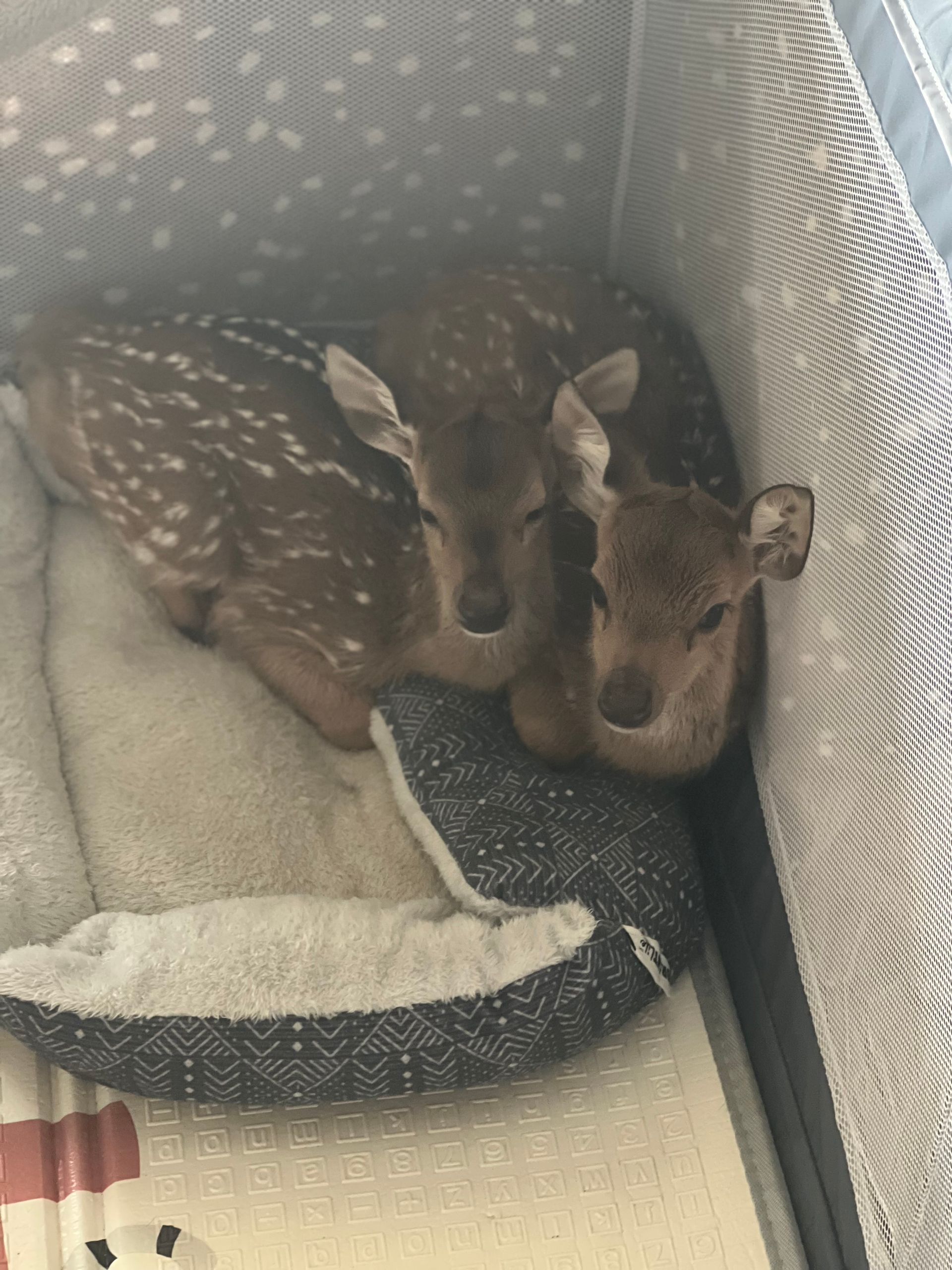 Previously Consigned