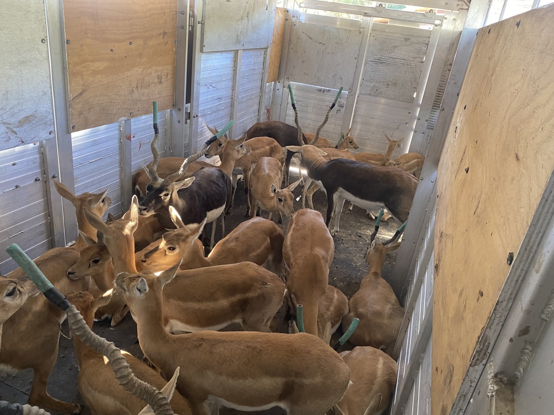 Exotic Animal Auction, Alternative Auctions, East Texas Livestock