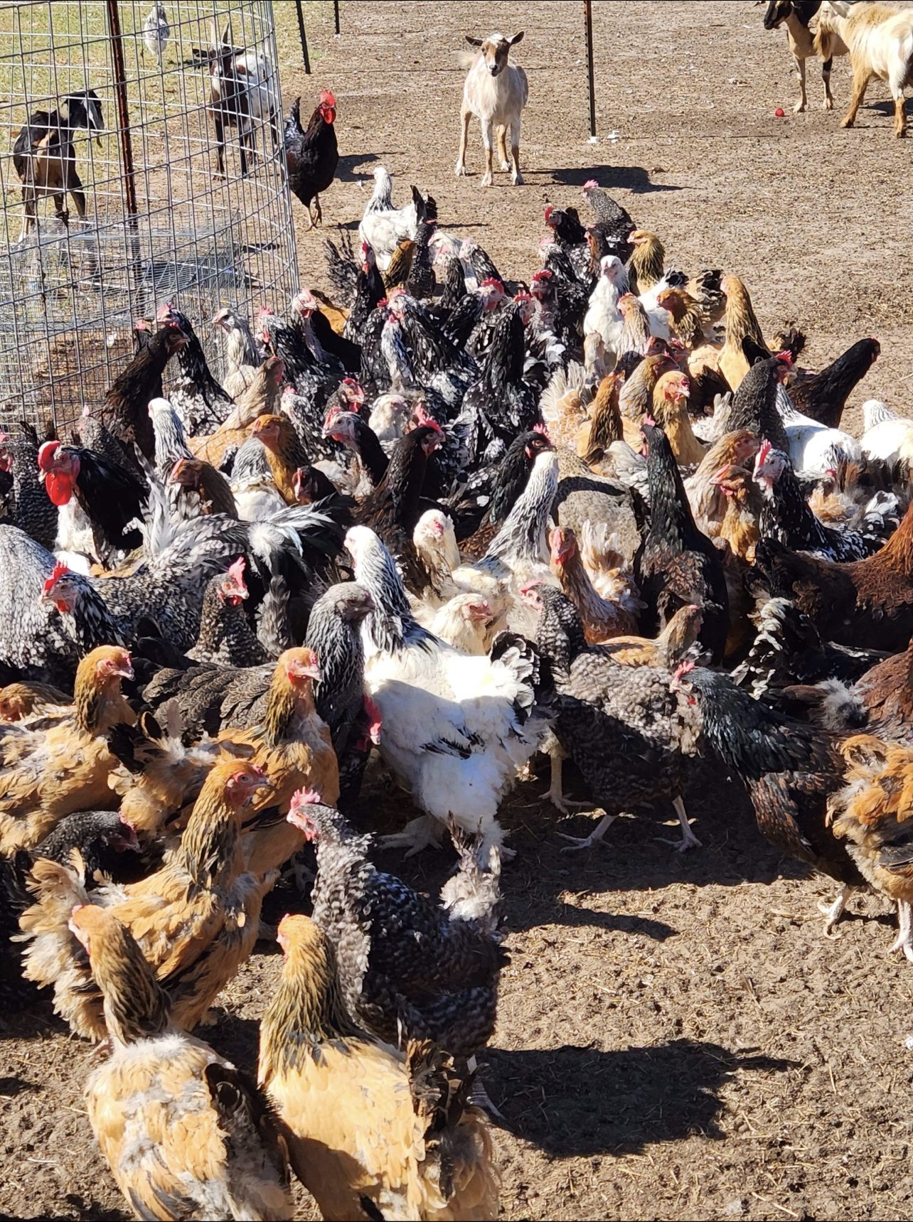 Exotic Animal Auctions Near Me 05 - fe6umc9