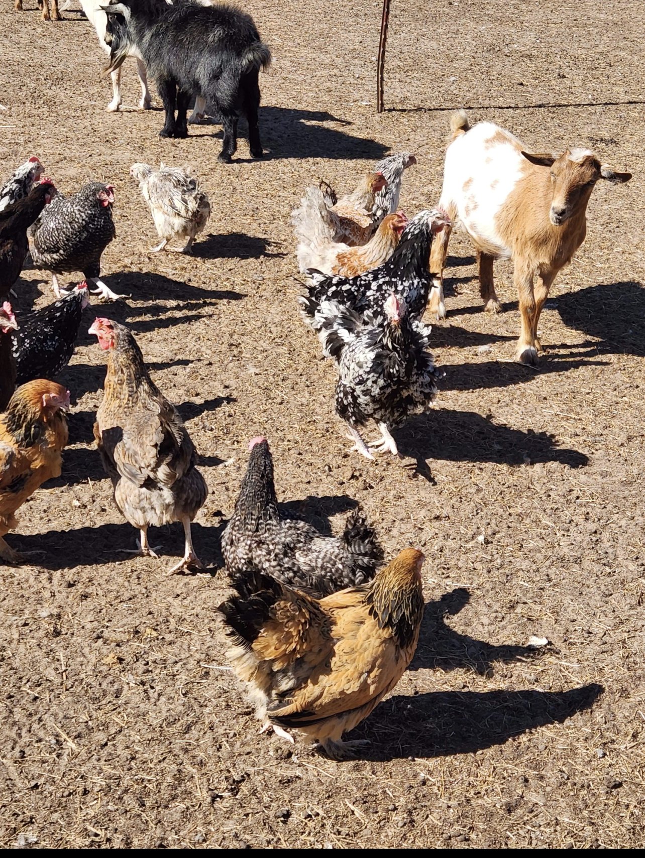 Exotic Animal Auctions Near Me 05 - ipz00n3