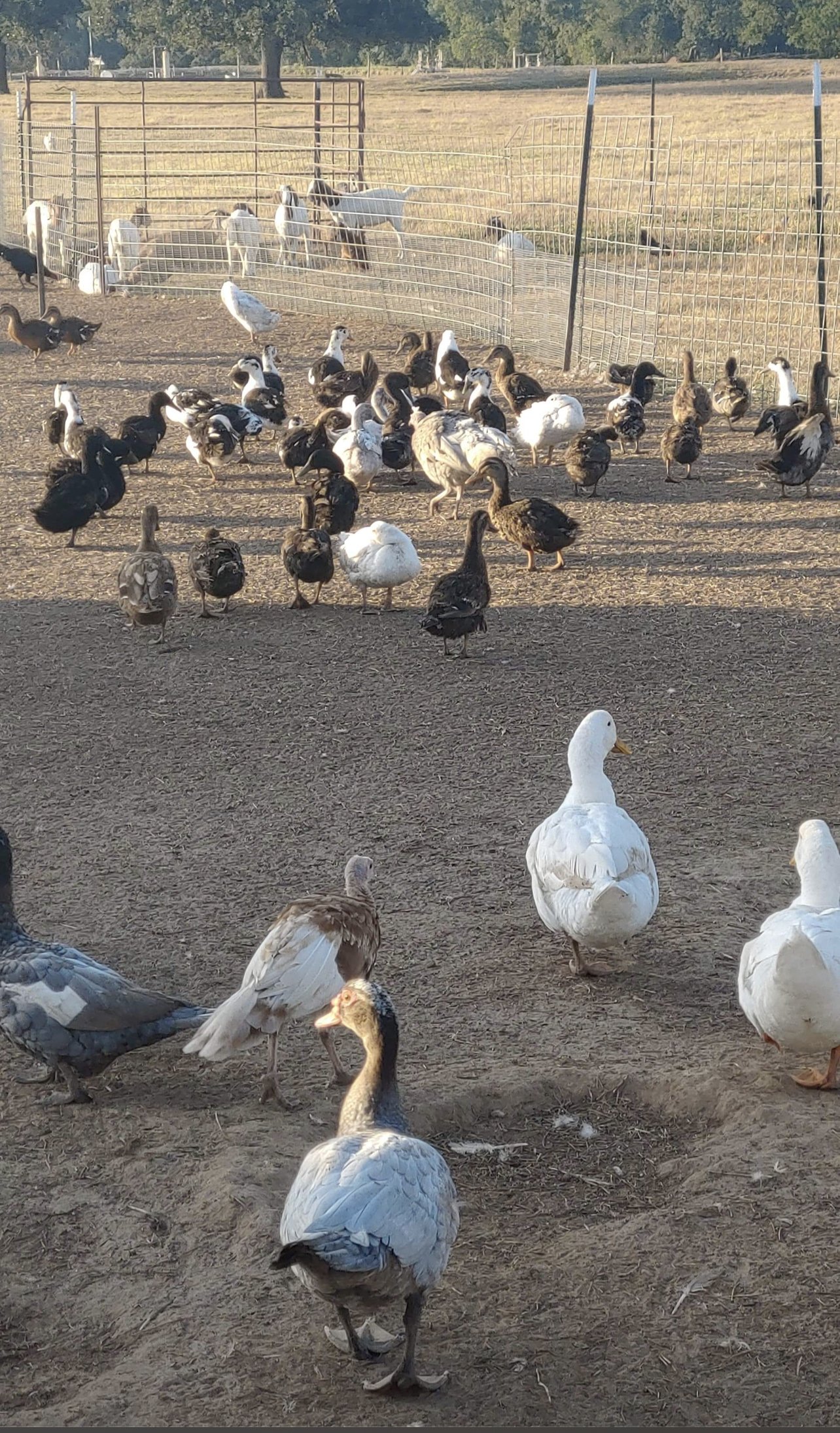 Exotic Animal Auctions Near Me 05 - wj9gd12