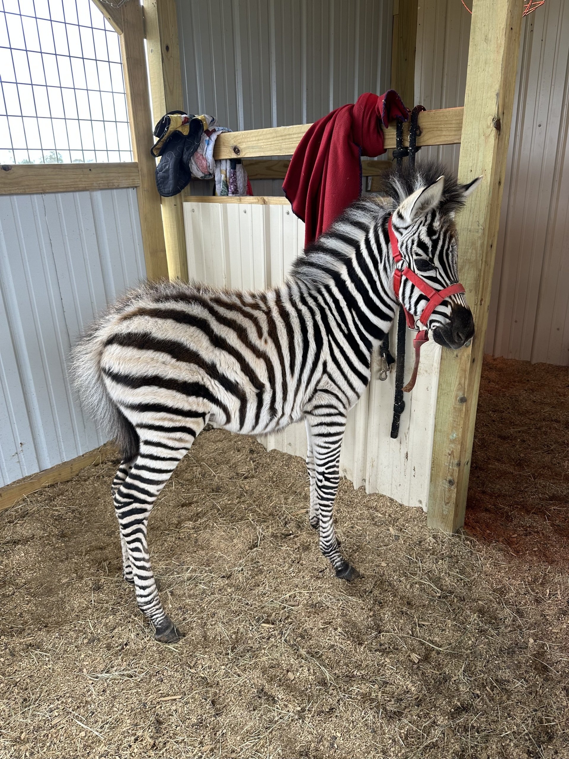 Exotic Animal Auctions Near Me 05 - n46y7e7
