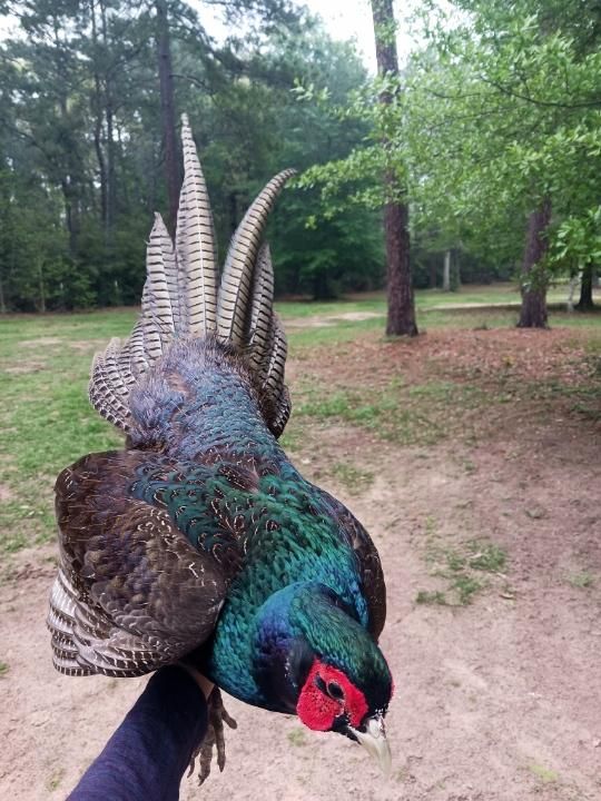 Previously Consigned