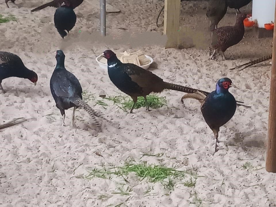 Previously Consigned