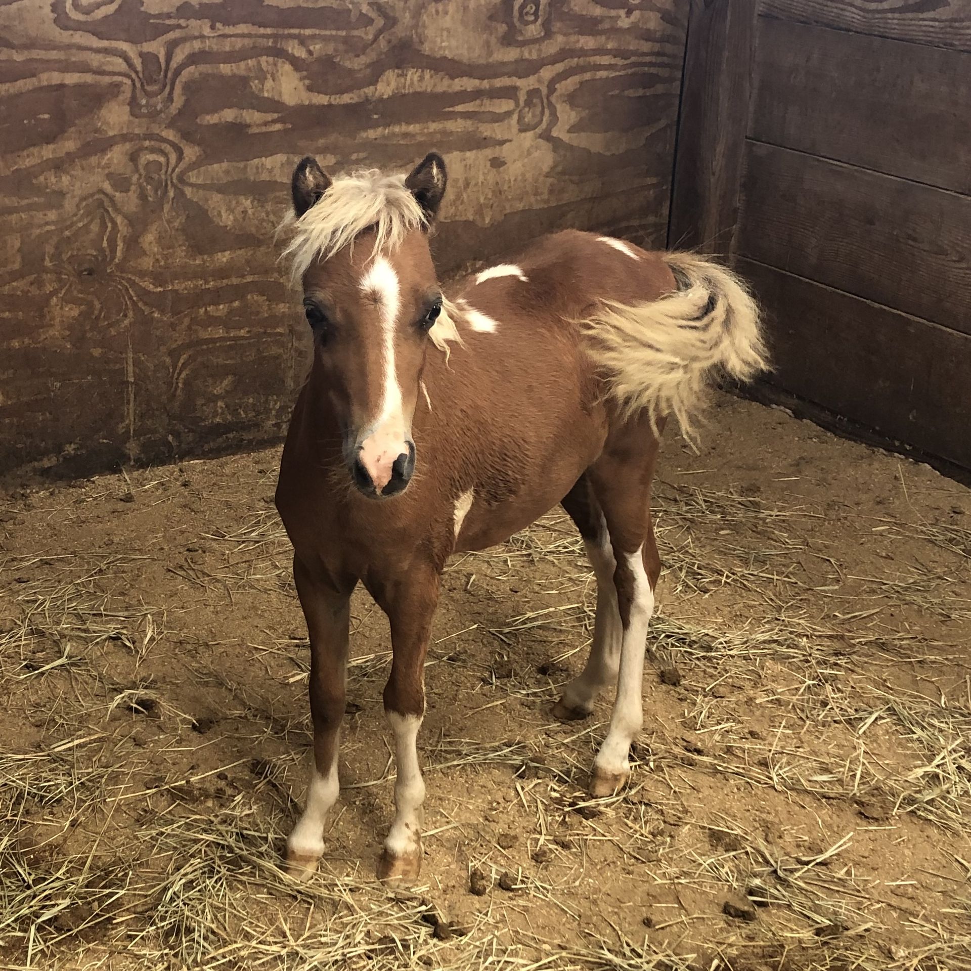 Previously Consigned