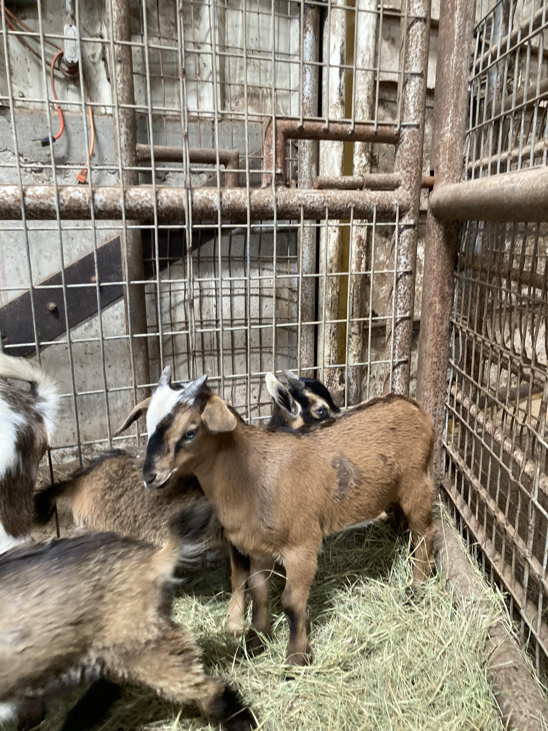 Alernative Animal Sale Consignment List Exotic Animal