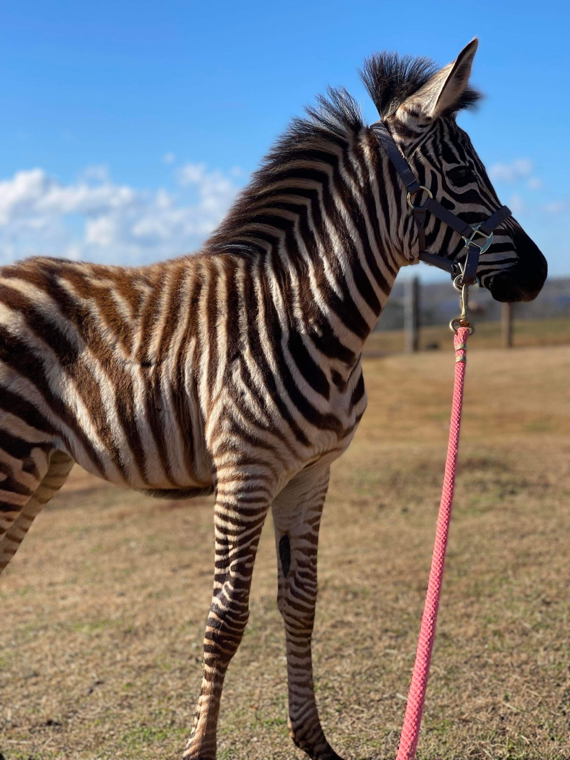 Exotic Animal Auctions Near Me 05 - sj3ojn0