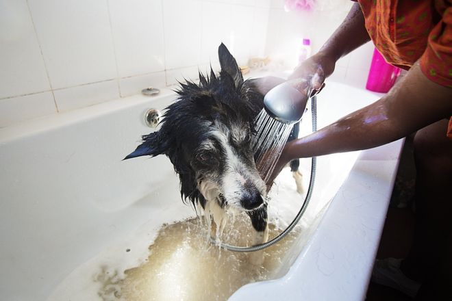 Pet Grooming Service — Arlington, TX — Pet Club