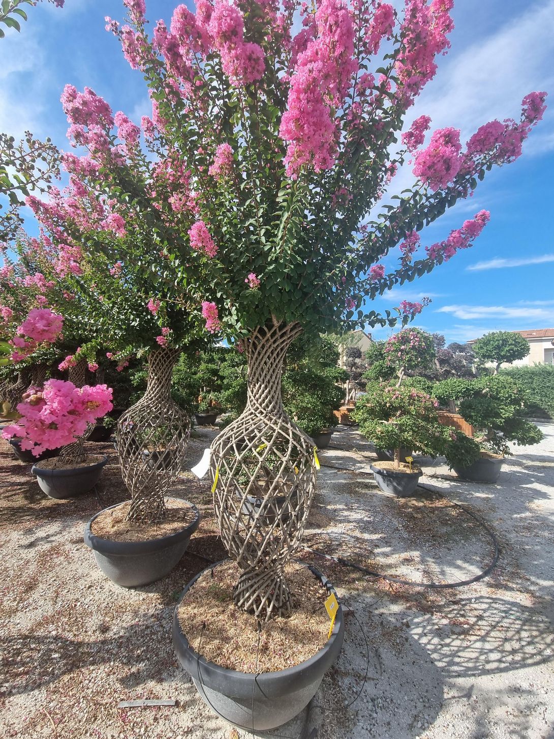 giardino con prato, alberi, cespugli e panchina