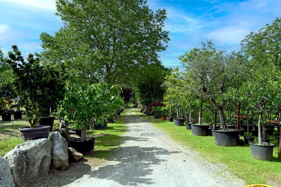 area verde